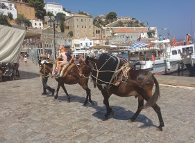 Ingen charterturisme på Hydra. Ingen charterbus - kun muldyr !